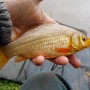 Small Crucian