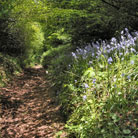 Bluebells