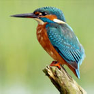 Kingfisher