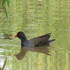 Moorhen