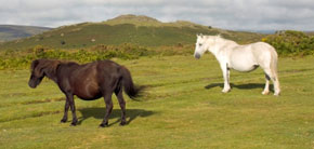 Dartmoor Ponies